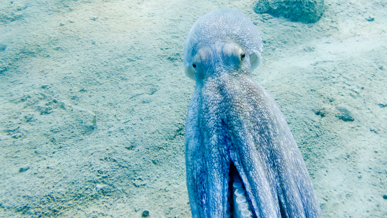Hobotnica u moru